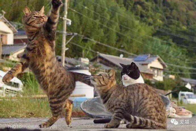 网友拿逗猫棒逗3只猫，两只都玩疯了，而边上猫的表情笑喷了~