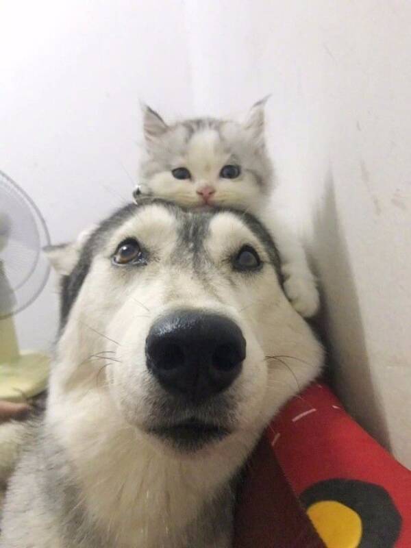 好想要一顶猫咪帽子啊，我竟然会羡慕一只二哈…