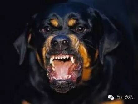 狗咬伤，如何判断是否需要打狂犬疫苗？