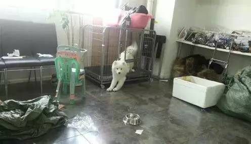 萨摩耶想越狱，结果刚爬到一半就被主人看到了，于是它就这样做了
