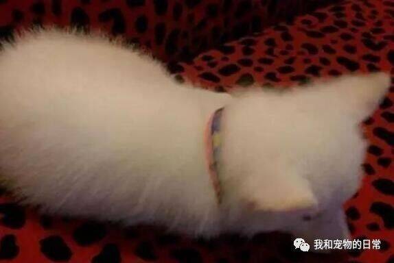 网友1500买了一只萨摩耶，越养却越不对劲，感觉是条假狗！