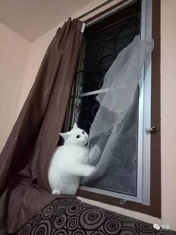 网友刚把猫弄坏的纱窗换新，今天回家看到一幕，险些哭了出来...
