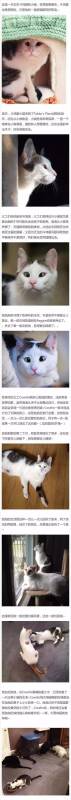 喵：不要看我的眼睛！我看到的世界和你们一样！