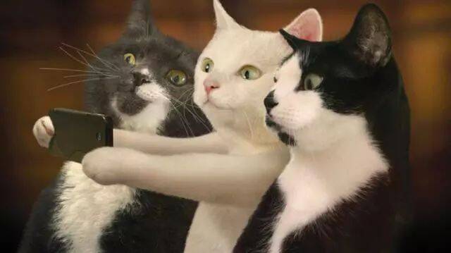 这位重度“吸猫”患者，春节跑滴滴只为让猫吃的好一些，暖心！