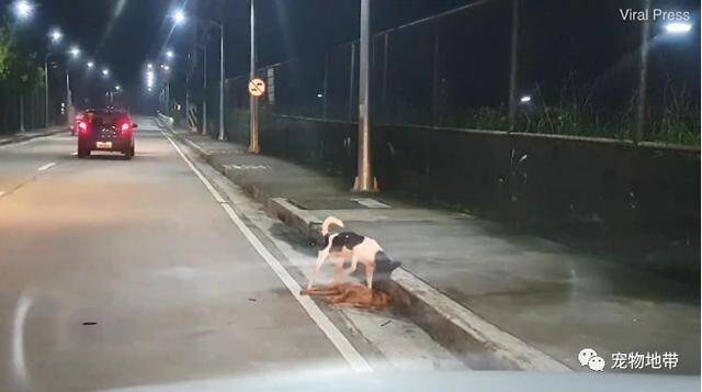 流浪狗遭遇车祸 好友拍打希望能唤醒它 网友：看哭了