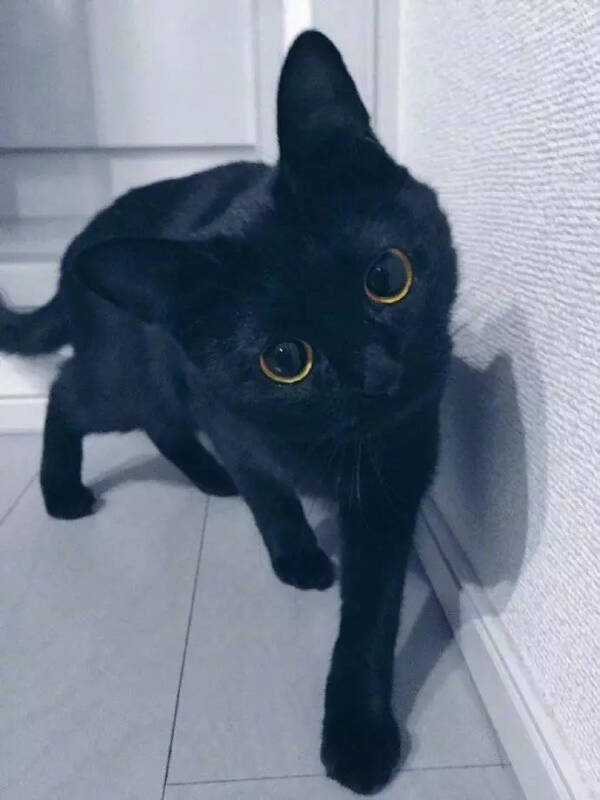 还有比纯黑的大眼睛猫咪更酷的喵吗，看着就灵气满满！