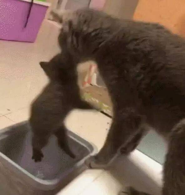 一只猫咪将自己的孩子对进垃圾桶 网友：真是一孕傻三年
