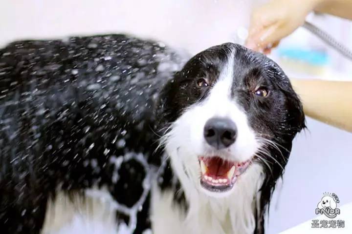 狗狗洗澡需要注意什么？