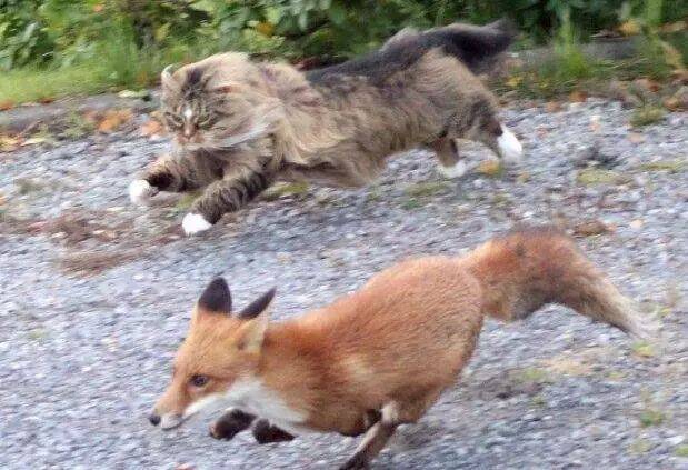 猫咪驱赶狐狸，竟把它吓得“尿裤子”，样子十分滑稽