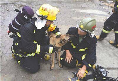 狼狗被消防队员救出“亲吻”战士答谢