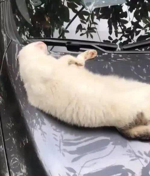 猫咪躺在网友车盖上睡大觉，怎么拍都不醒