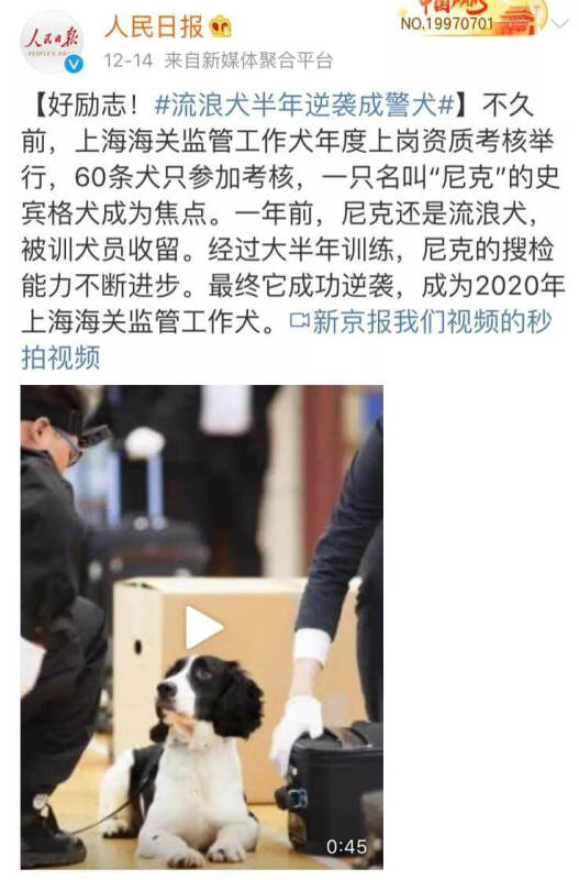 聘用流浪狗做公务员，上海海关的做法，值得所有人点赞！