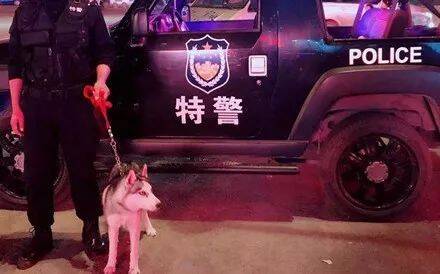 男子上班时晒警犬哈士奇，网友一脸的不可思议：和罪犯达成共识怎么办？