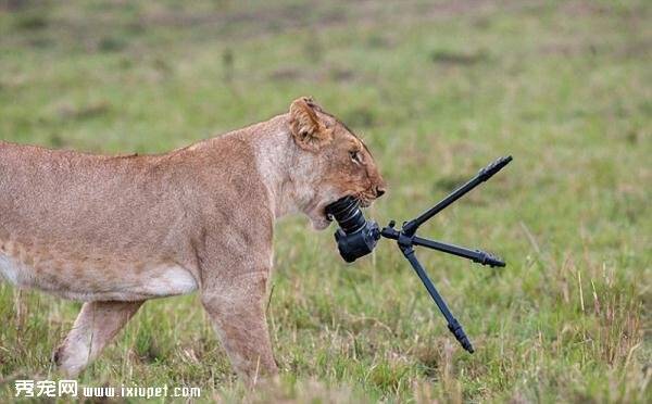 肯尼亚国家公园母狮突发好奇心 咀嚼相机镜头（图）