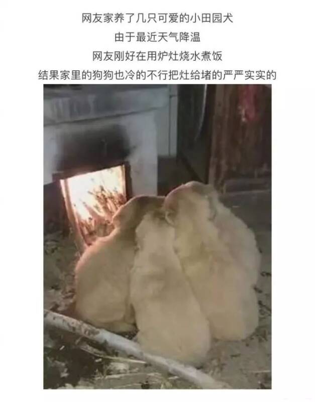5只小田园犬为了取暖，把灶都堵住了……