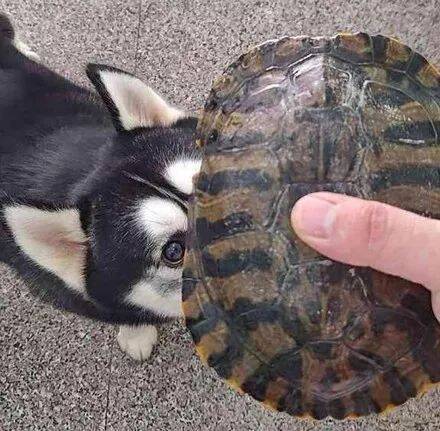 养了十年的乌龟，二哈居然把它龟壳咬裂了，气的主人想要炖了二哈......