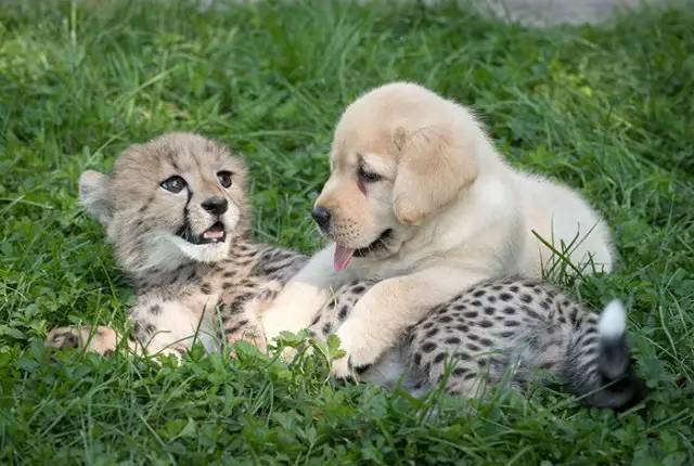 动物园怕小猎豹找不到对象，于是给找了一只狗子做朋友...于是....