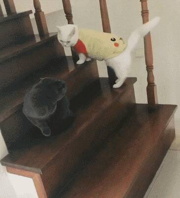 白猫爬楼梯小心翼翼，怕惊扰到蓝猫大哥