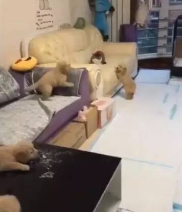 这几只小奶狗疯累了，其中1只跑去招惹猫咪，可猫咪却是这个反应！