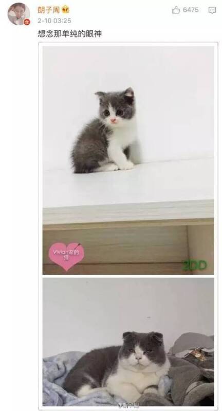 小奶猫VS长大后，哈哈哈，铲屎的，已经养到怀疑人生了！
