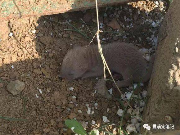 女孩在自家院子里捡到相当丑的不明生物，五天后才知道是什么物种