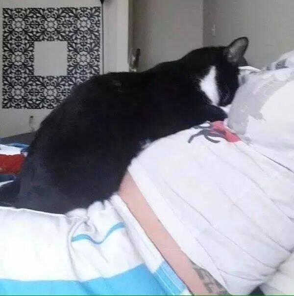 主人的宝宝还在肚子里，猫咪就开始黏上了，像个暖心的大哥哥