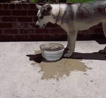 二哈连喝水都那么清新脱俗，不愧是拥有最奇特脑回路的狗子！