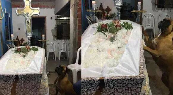 狗安静地坐在椅子上参加主人的葬礼，当棺材抬出时它再也控制不住