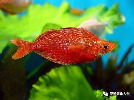 【每日一鱼】红苹果鱼，在水中好似一团游动的火！~