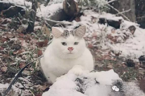 掉入凡间的猪八戒，这是猪还是猫？