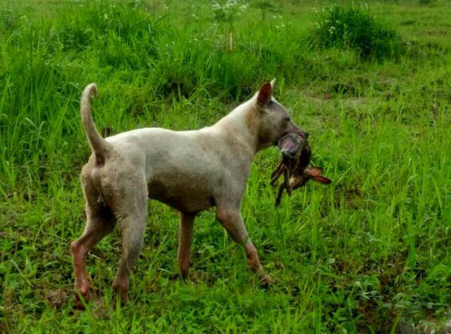 箭毛猎犬：被埋没的原始猎犬之王，比国宝熊猫稀有