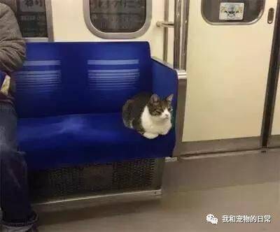 这只猫咪简直成精了，它竟然可以连续3年独自搭地铁回家！