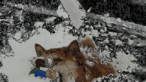 狗狗喜欢下雪的原因及雪天遛狗注意事项