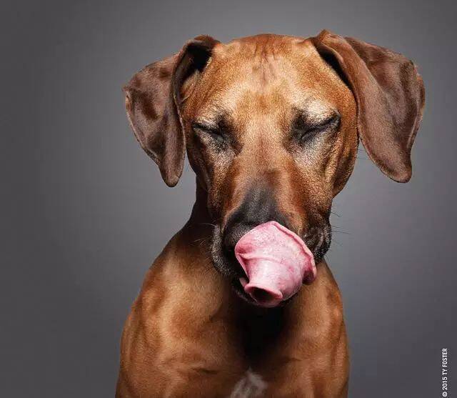 养狗人必须的原因！为什么汪星人总爱舔鼻子？