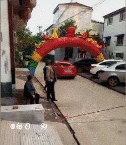 狗狗冲到路上拦婚车！你们想把我主人带哪里去？！