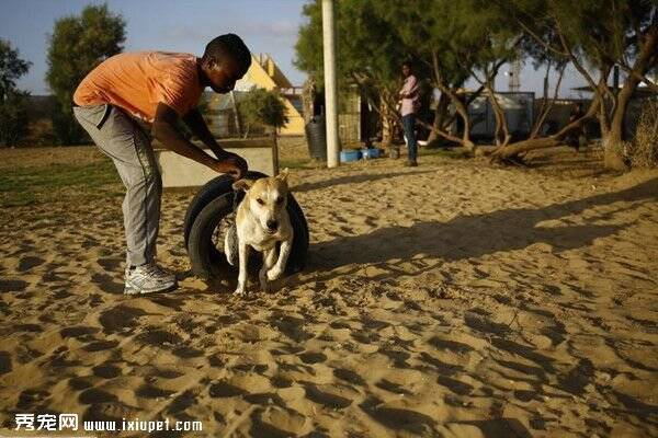 加沙首家狗狗避难所 为狗狗提供保护 康复 训练等服务