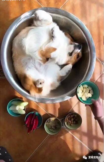 主人把柯基放在盆里，当狗狗看到放葱姜蒜的时候，表情有点懵了！