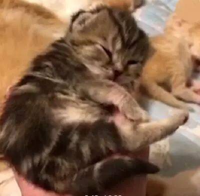将出生不久的小奶猫捧在手掌上，主人：你好小啊，还没我的手大！