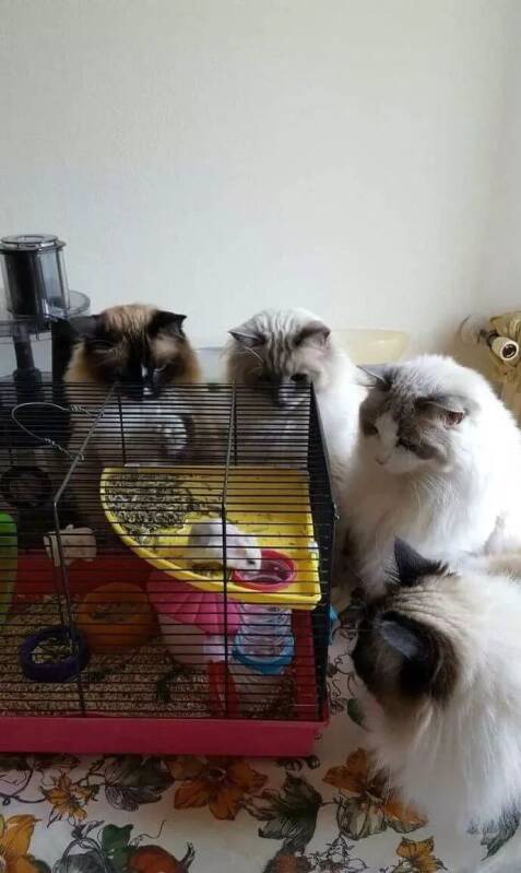 网友家养了4只猫和1只仓鼠，求仓鼠的心理面积！