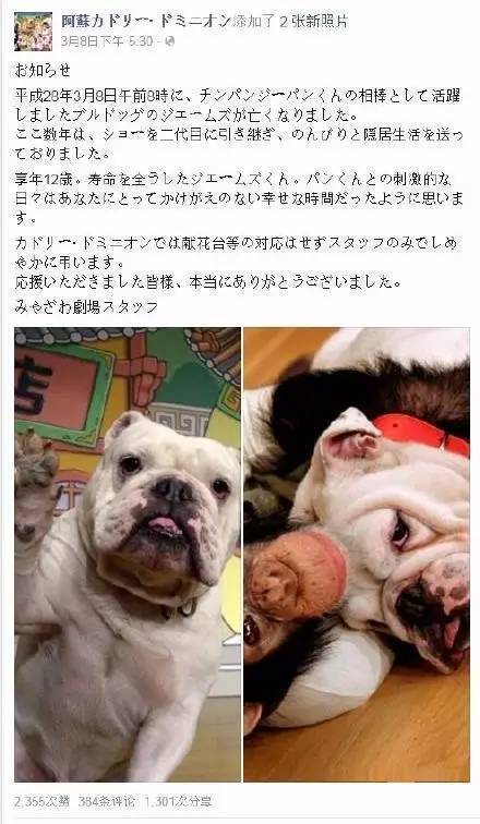 斗牛犬詹姆斯和猩猩小庞：万物有灵，有些友谊超乎想象！