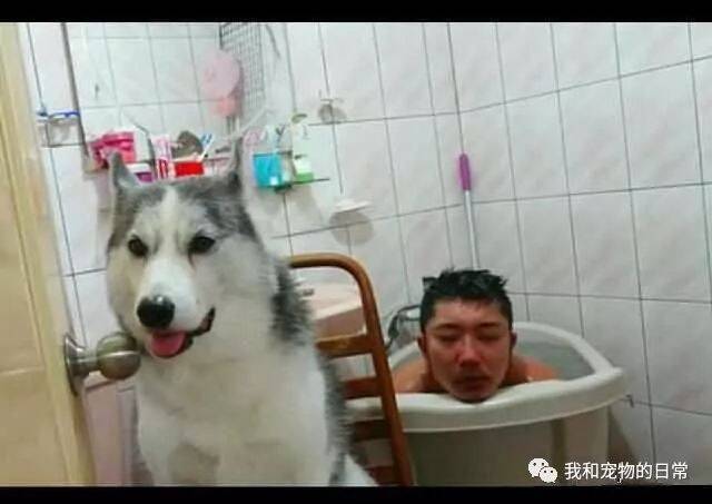 主人在泡澡时出去接了个电话，结果回来后浴缸就被二哈占领了！