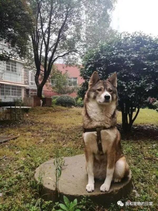 谁说中华田园犬就比不上宠物犬？那是你没有见过真正的田园犬！