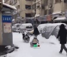 过年回家，终于认清自家雪橇犬就是个十足的“废物”....