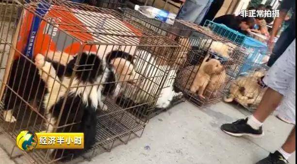 央视曝光:宠物黑市，贩子批发后高价卖给顾客的宠物只能活一周