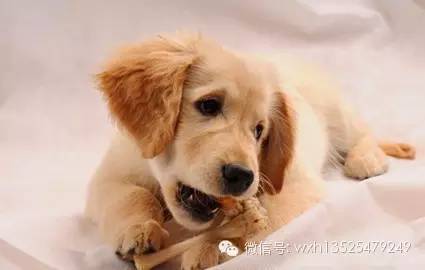 狗狗不听话？先找自己的原因！