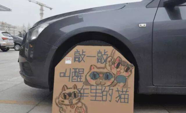 一只流浪猫的自述：如果我能活过这个冬天，我想有个家！