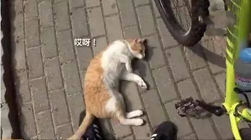 小橘猫碰瓷自行车，没有罐罐这事都解决不了