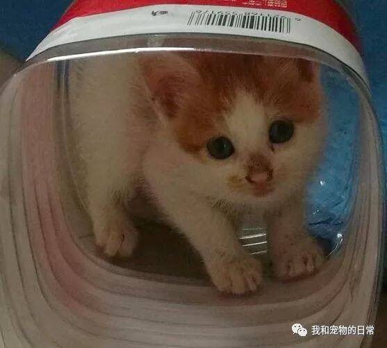 刚满月的小奶猫就被丢弃，带回家后，它躲在矿泉水瓶里不肯出来！
