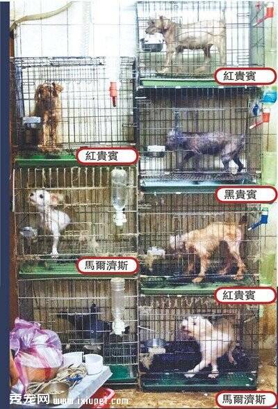 台湾一阮姓宠物业者私设密室繁殖场成宠物地狱:种犬声带全遭割除