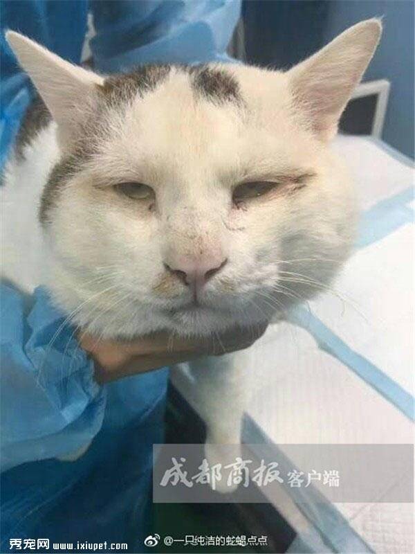 成都有只“割双眼皮”猫一跃成网红，宠物医生：是做矫正手术
